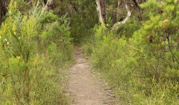 Riverview Walking Track (1km) Three views walking track trail hiking australia 600x352