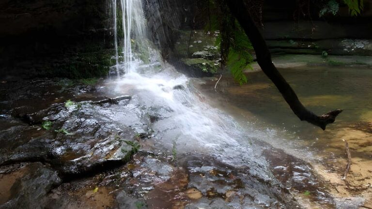 Lyrebird Dell & Pool of Siloam Circuit Walk (1.4km) Lyrebird dell & pool of siloam circuit walk (1. 4km)