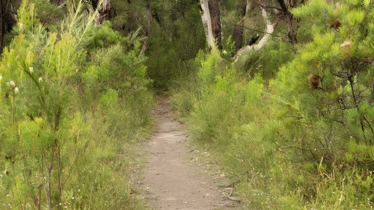 Three Views Walking Track (9.5km) Three views walking track (9. 5km)