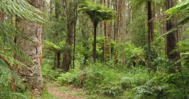 Trail hiking yea river walk 768x403