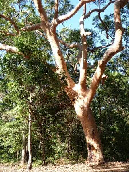 Blackbutt explorer 450x600