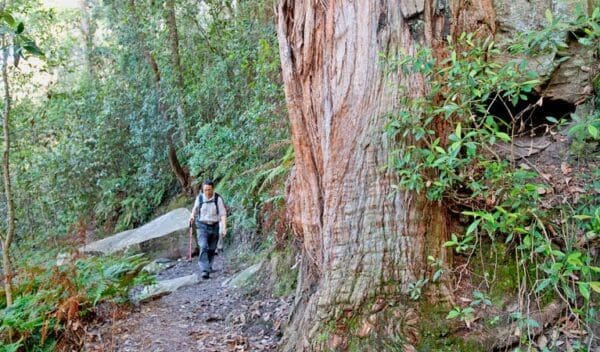 Dardanelles pass loop walking track trail hiking australia 600x352