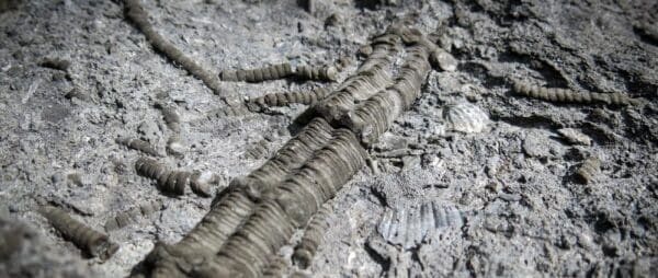 Painted Cliffs Walk (4.5km) Fossil cliffs trail hiking australia 600x254