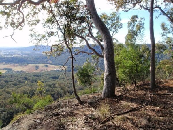 Hunter lookout and great north walk loop 600x450