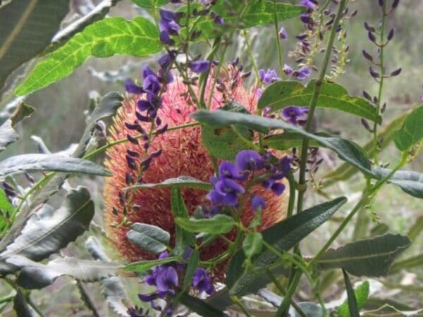 Spectacles banksia trail 600x450