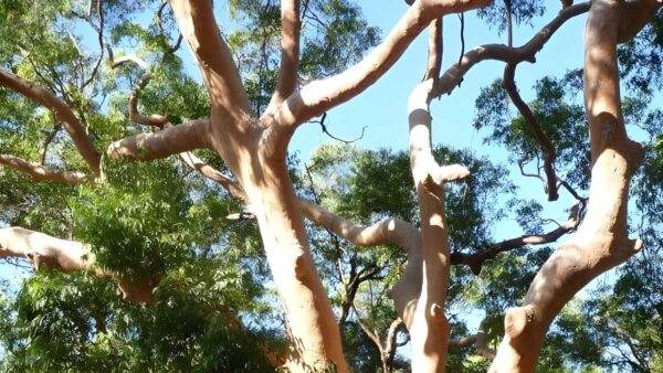 Blackbutt explorer hike (6km)