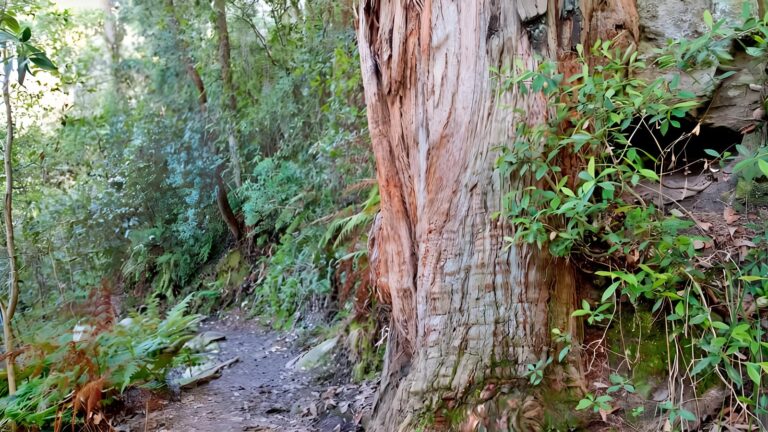 Dardanelles Pass Loop Walking Track (5.3km) Dardanelles pass loop walking track (5. 3km)
