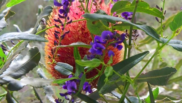 Spectacles Banksia Trail Walk (3.5km) Spectacles banksia trail walk (3. 5km)