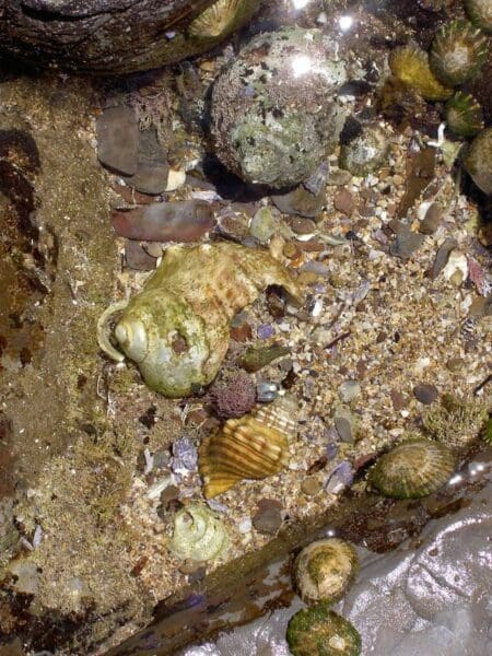 Bouddi spur to maitland bay 450x600