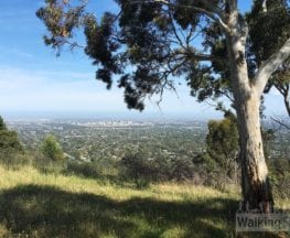 Greenhill and Chambers Gully