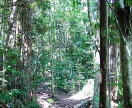 Kauri Creek Rainforest Walk