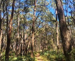 Lobethal Bushland Park Trails