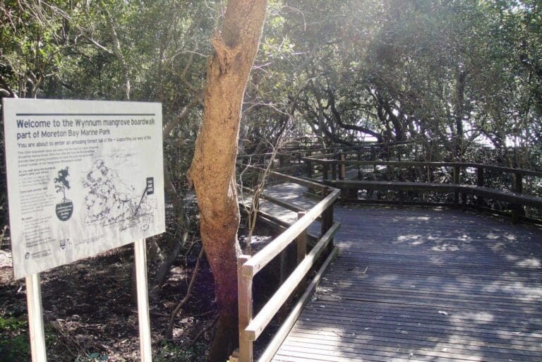 Wynnum north mangrove circuit 1 768x513