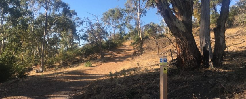 Yellowtail Anstey Hill Circuit