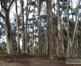 Yurrebilla Trail - Section 1: Belair National Park to Eagle on the Hill