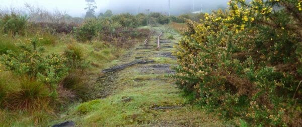 Zeehan rail trail 600x254