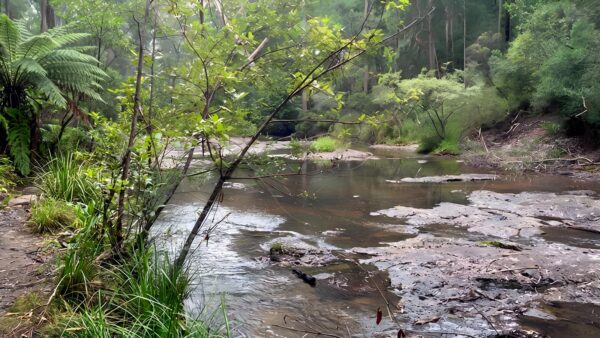 Boggy creek walk (4km)