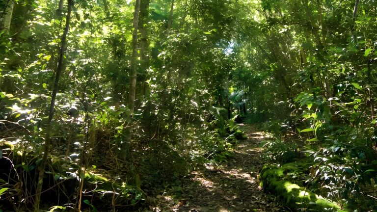 Iluka rainforest walking track (2. 6km)