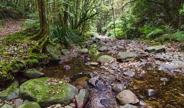 Jerusalem Creek Walking Track (4km) Sharpes creek walking track trail hiking australia 600x352