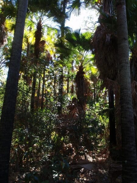 Wetland trail to rainforest 450x600