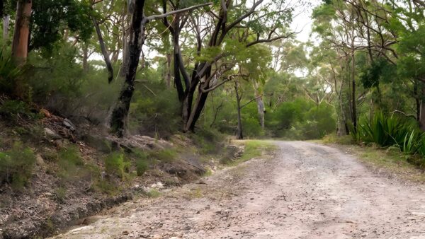 Cawleys Road Trail Walk (2.4km) Cawleys road trail walk (2. 4km)
