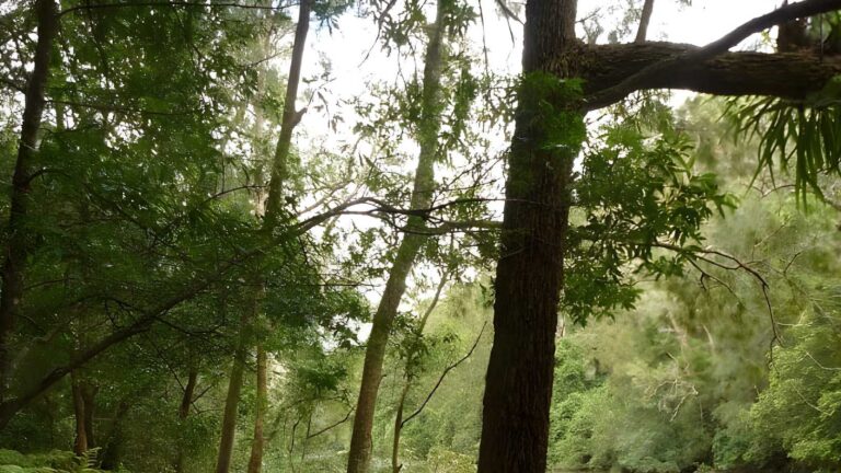 Galston gorge to berowra station hike (12. 9km)