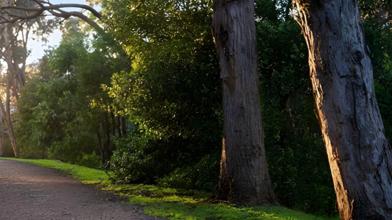 Hobart Rivulet Park Walk (5.5km) Hobart rivulet park walk (5. 5km)