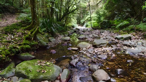 Sharpes Creek Walking Track (4.5km) Sharpes creek walking track (4. 5km)
