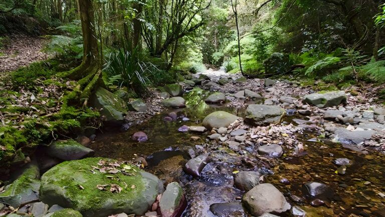 Sharpes creek walking track (4. 5km)