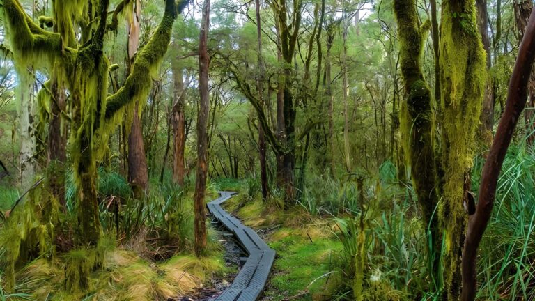 Tea tree falls walking track (4km)