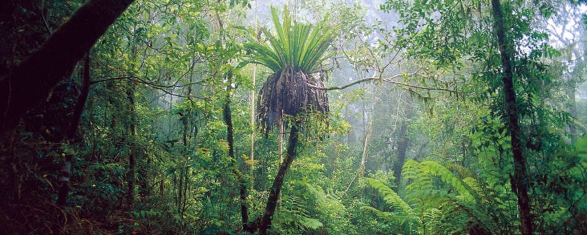 Binna Burra Rainforest