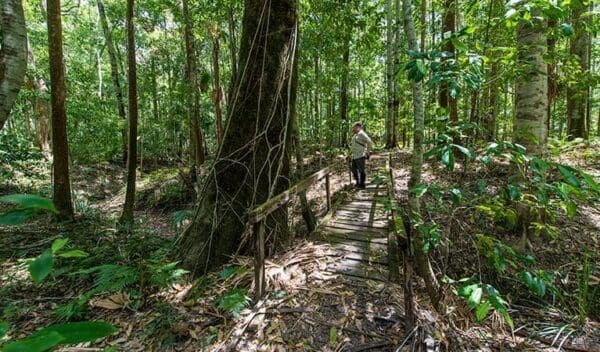 Tops to Myall Heritage Trail Walk (203km) Cabbage palm loop walking track trail hiking australia 600x352