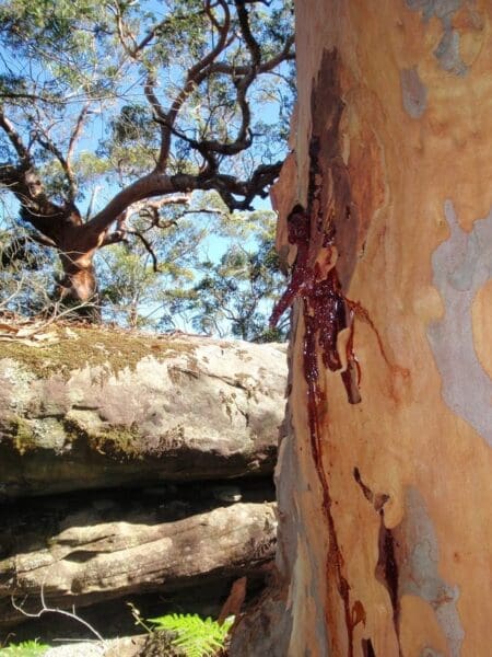 Glassons trail 450x600