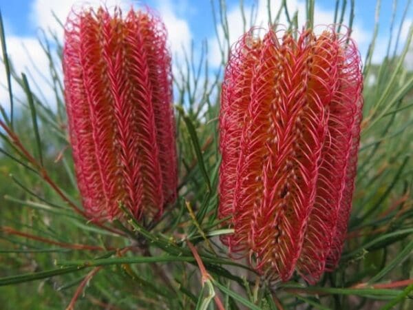 Hikes Hill springs 600x450