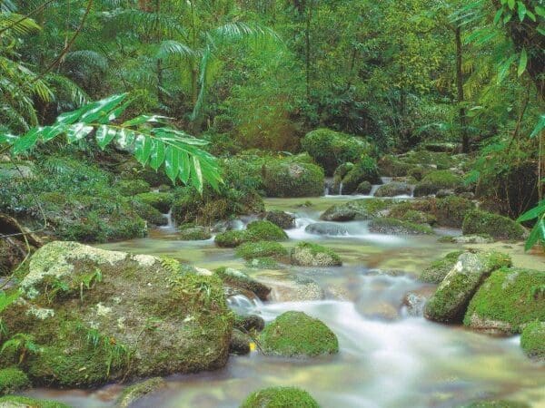 Mossman gorge rainforest circuit 600x450