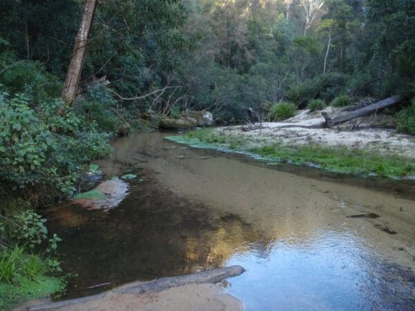 Hominy Creek Walking Track (5km) Popran creek from peats ridge rd 600x450