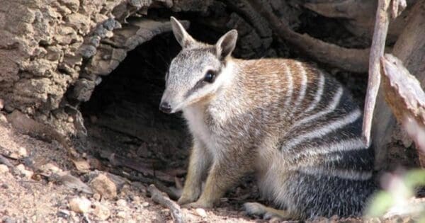 Wandoo night walk 600x315