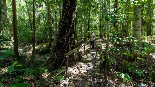 Cabbage Palm Loop Walking Track (1.7km) Cabbage palm loop walking track (1. 7km)
