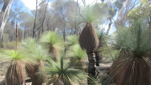 Lol gray trail walk (12. 5km)