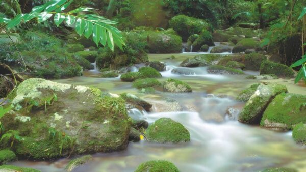 Mossman Gorge Rainforest Circuit Walk (2.4km) Mossman gorge rainforest circuit walk (2. 4km)