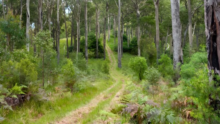 The Green Gully Track (65km) The green gully track (65km)