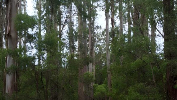 10 mile brook trail walk (15km)