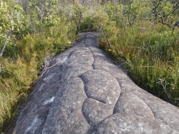 248 Trail Walk (2.5km) 248 track 600x450