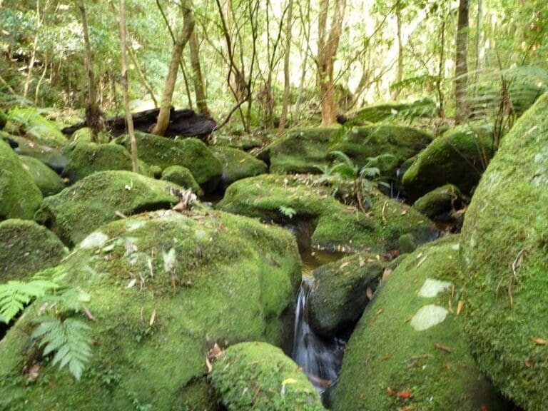 Basin campsite to watagan valley 768x576