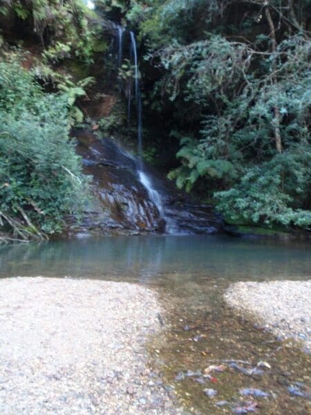 Lyrebird dell walk 450x600