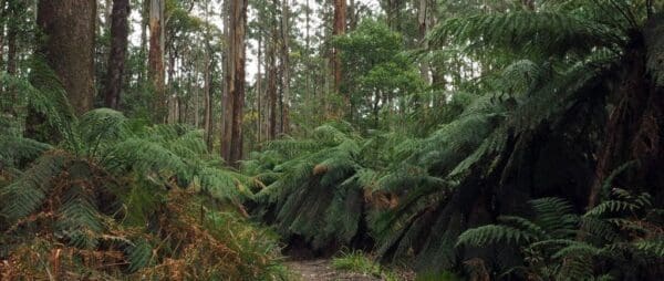 Tanglefoot loop trail hiking australia 600x254