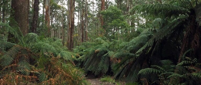 Tanglefoot loop trail hiking australia 768x326
