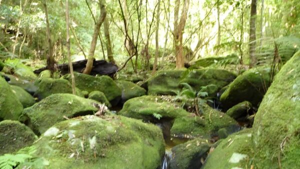 Basin campsite to watagan valley hike (13km)