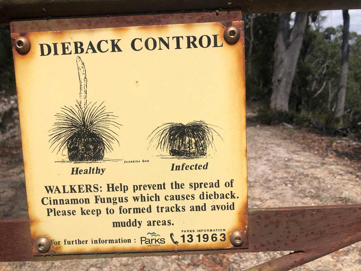 dieback control