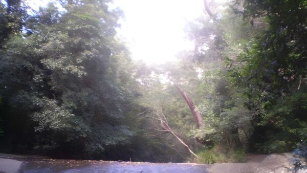 Eastwood to thornleigh hike (10. 3km)
